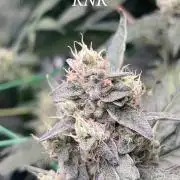 Runtz & Roses // Pickled Lemon F1