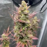 Mimosa Sunrise 🍊XXL