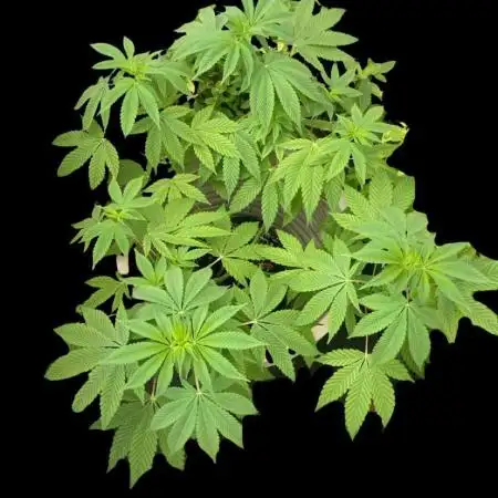 SENSI SKUNK[Outdoor]