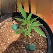 Pineapple Glue 🍍[OUTDOOR]