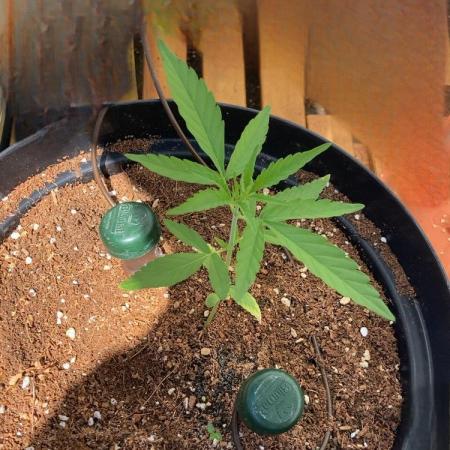 Pineapple Glue 🍍[OUTDOOR]