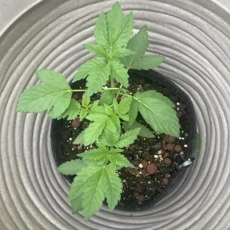 SENSI SKUNK[Outdoor]