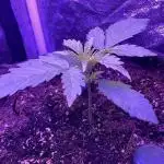 PassionFruitz & 🍍🦍