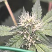 SENSI FRUITS