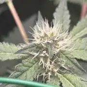 SENSI FRUITS