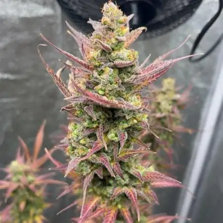 Mimosa Sunrise 🍊XXL