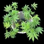 SENSI SKUNK[Outdoor]