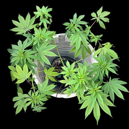 SENSI SKUNK[Outdoor]