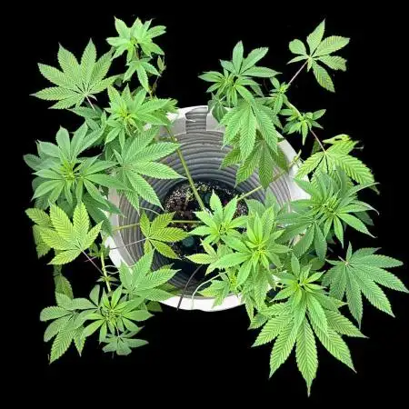 SENSI SKUNK[Outdoor]