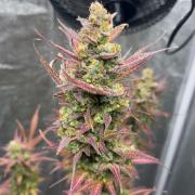 Mimosa Sunrise 🍊XXL