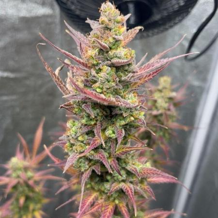 Mimosa Sunrise 🍊XXL