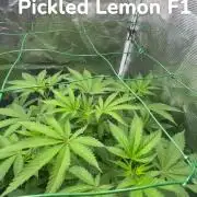Runtz & Roses // Pickled Lemon F1