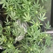 PINEAPPLE GLUE🍍🦍& PassionFruitz