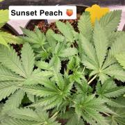 SENSI FRUITS