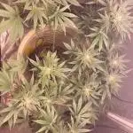 SENSI SKUNK[OUT to IN]