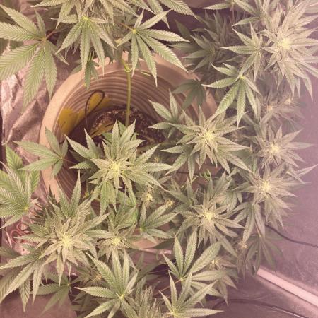 SENSI SKUNK[OUT to IN]