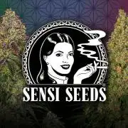 Mimosa Sunrise 🍊XXL