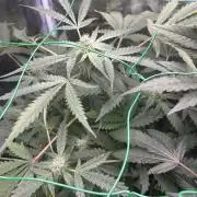 SENSI FRUITS