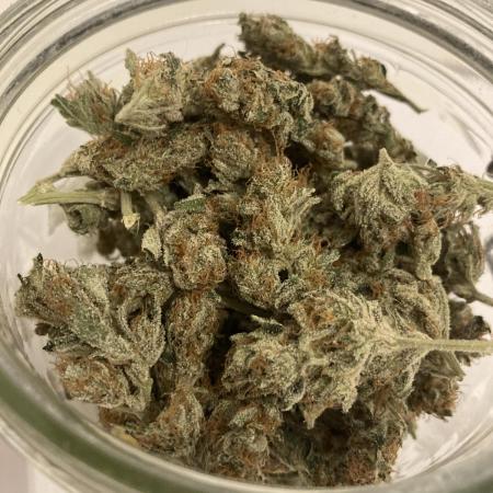 SENSI SKUNK[OUT to IN]