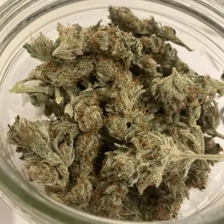 SENSI SKUNK[OUT to IN]