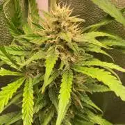 PINEAPPLE GLUE🍍🦍& PassionFruitz