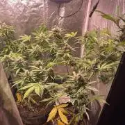 PINEAPPLE GLUE🍍🦍& PassionFruitz