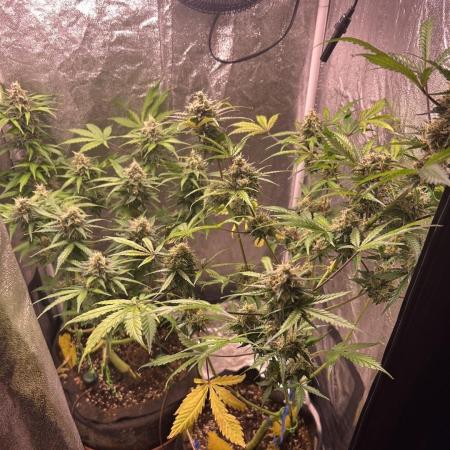 PINEAPPLE GLUE🍍🦍& PassionFruitz