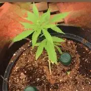 Pineapple Glue 🍍[OUTDOOR]