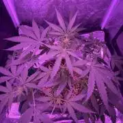 CRITICAL CHEESE 🧀