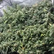 Mimosa and Critical Orange | 4 Autos