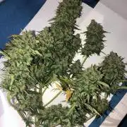 White Widow XXL, Banana Blaze, Kong 4