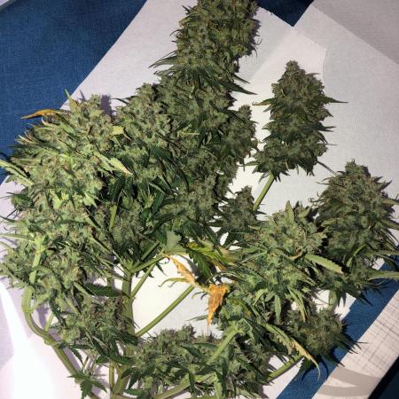 White Widow XXL, Banana Blaze, Kong 4