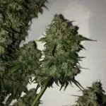 White Widow XXL, Banana Blaze, Kong 4