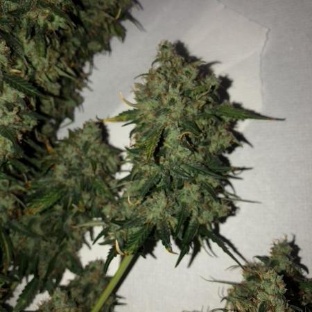 White Widow XXL, Banana Blaze, Kong 4