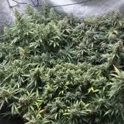 Mimosa and Critical Orange | 4 Autos