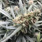 Mimosa and Critical Orange | 4 Autos