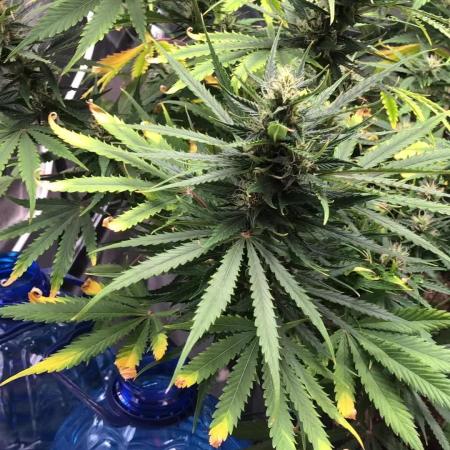 White Widow XXL, Banana Blaze, Kong 4
