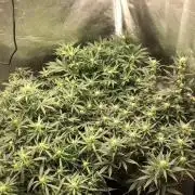 Mimosa and Critical Orange | 4 Autos