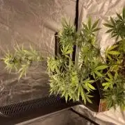 First Grow Ever: Wedding Cake Auto - RQS