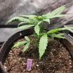 Indigo Sapphire Round 3