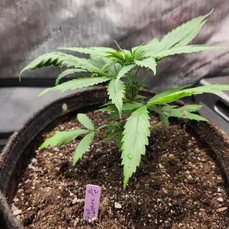 Indigo Sapphire Round 3