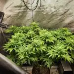 Skunk #1