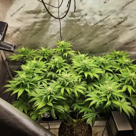Skunk #1