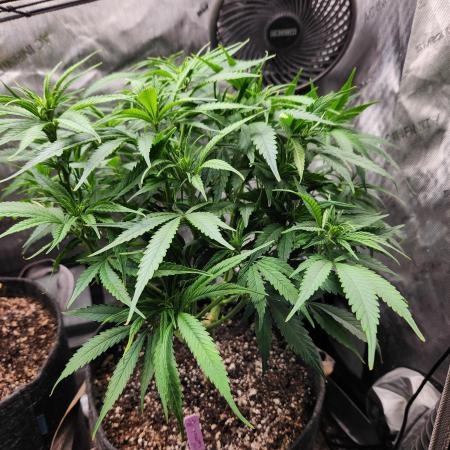 Indigo Sapphire Round 3