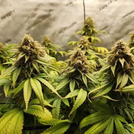 Skunk #1