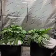 Mimosa