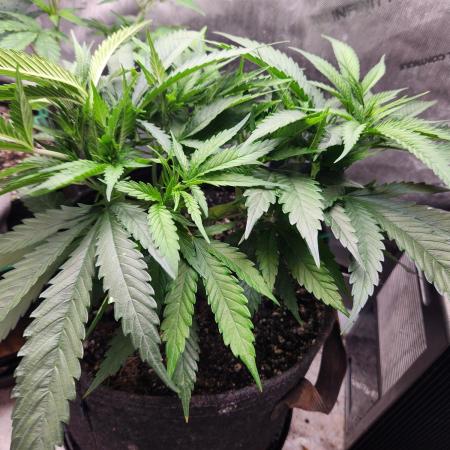 Indigo Sapphire Round 3