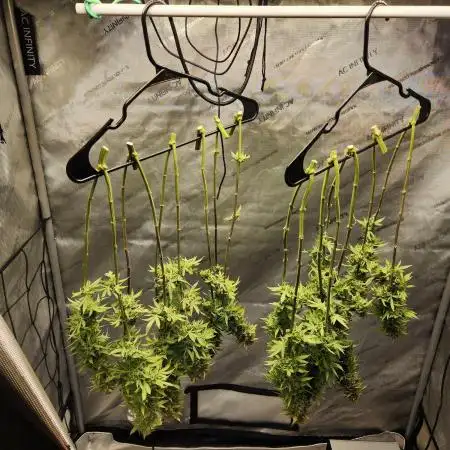 Skunk #1
