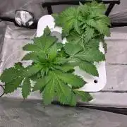 Mimosa