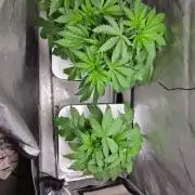Mimosa